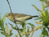 Willow Warbler at Canvey Wick (Steve Arlow) (38669 bytes)